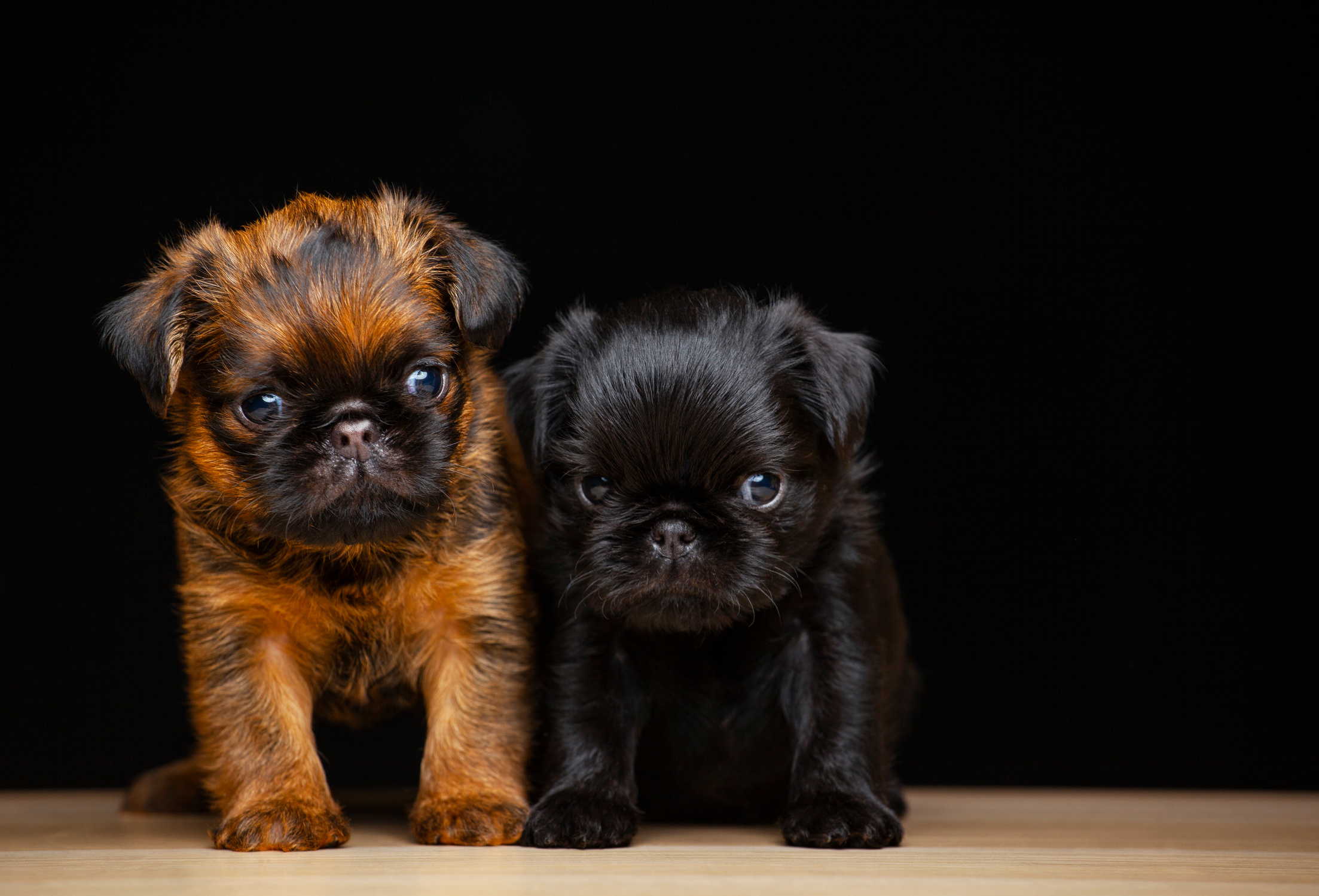 image of dog dark background