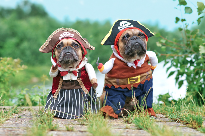 French Bulldog dogs in Pirate costumes