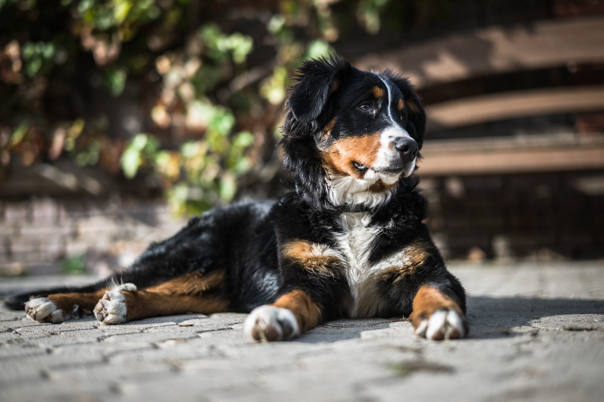 Bernese Mountain Dog