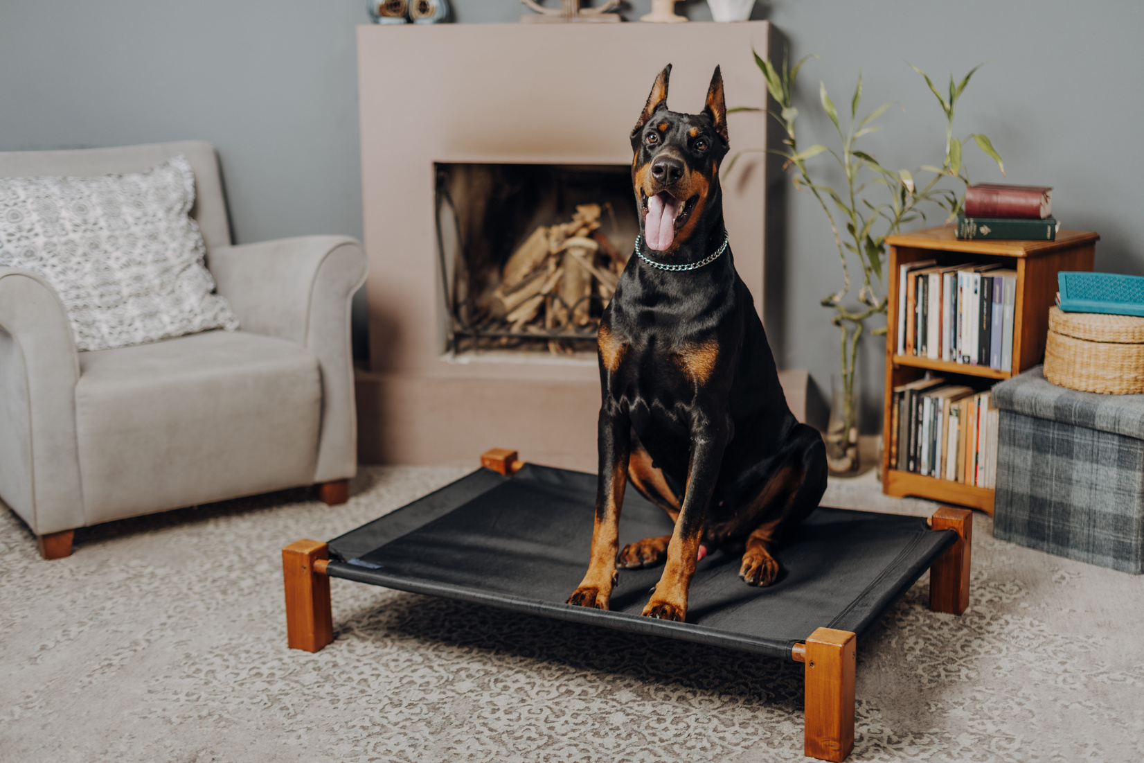 Big Dog on the Dog Bed in the Living Room 